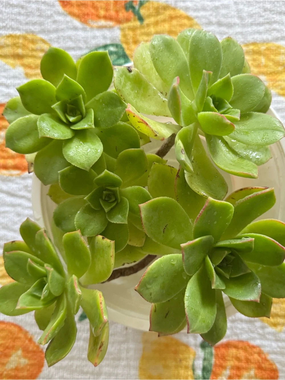 3 Aeonium Kiwi Succulent Cuttings Medium Sized 2-4 inch clipping garden plant